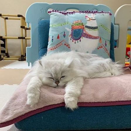 美しすぎる猫ティガーはモンプチのcmのあの子