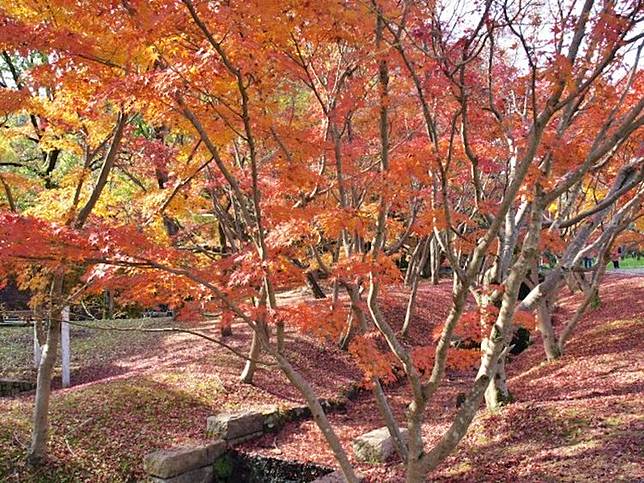 日本紅葉情報19 10個大阪紅葉名所及預測 必看紅葉隧道 參加紅葉狩 Cosmopolitan Hk Line Today
