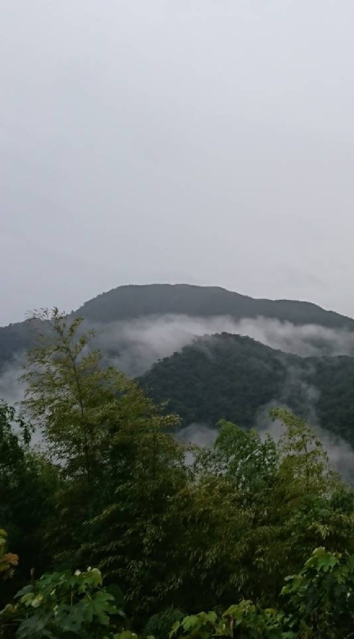 台灣大雪山普洱茶藝術品拍賣
