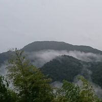 台灣大雪山普洱茶藝術品拍賣