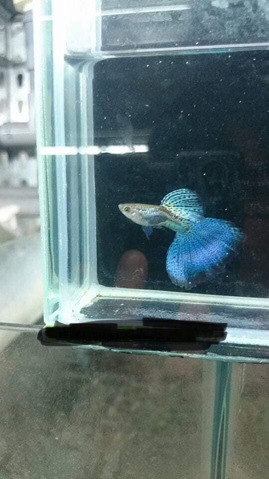 耀程水族批發