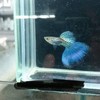 耀程水族批發