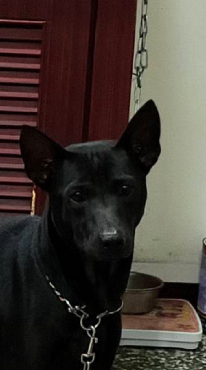 苗栗台灣犬