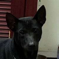 苗栗台灣犬