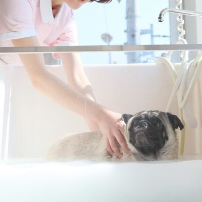 Recent Media 松波動物メディカル通信販売部本店