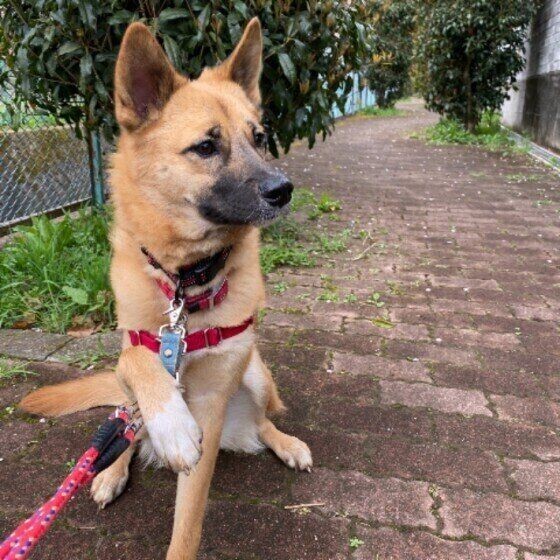 前足でちょいちょい するかわいい犬たち しぐさの理由も解説 いぬのきもちnews