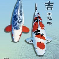 村吉錦鯉場