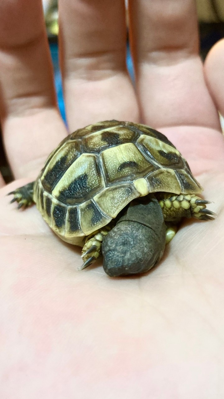 陸龜飼養互助 - 赫曼抓抓粉絲專屬