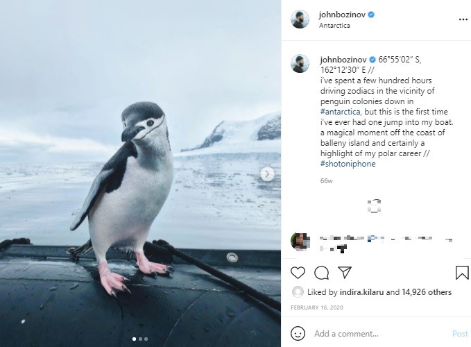 ひとりぼっちのペンギン 南極のツアーボートに飛び乗る