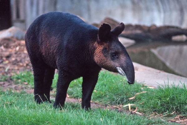 11 Fakta Unik Tapir Pernahkah Kamu Melihat Hewan Ini Secara Langsung