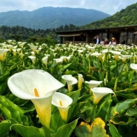 【景點】陽明山竹子湖海芋季一日攻略！衝一波拍網美照啦！