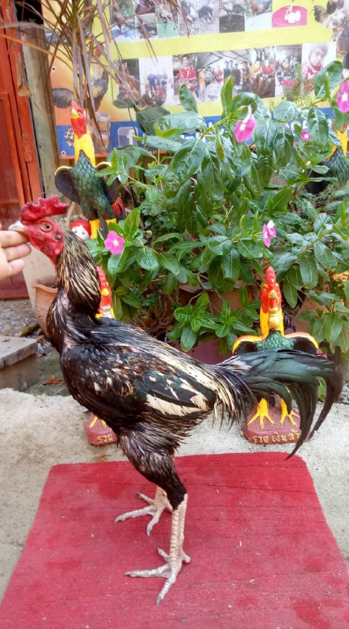 ชมรมพัฒนาไก่พม่าลูกผสมสายตี