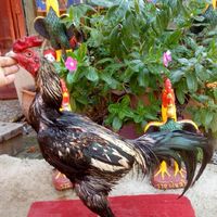 ชมรมพัฒนาไก่พม่าลูกผสมสายตี