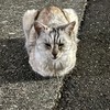らららていこく 【ディベート 論争】