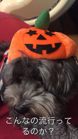 ブログ犬アン君のオープンチャット