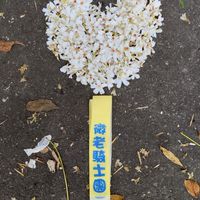 微老騎士團