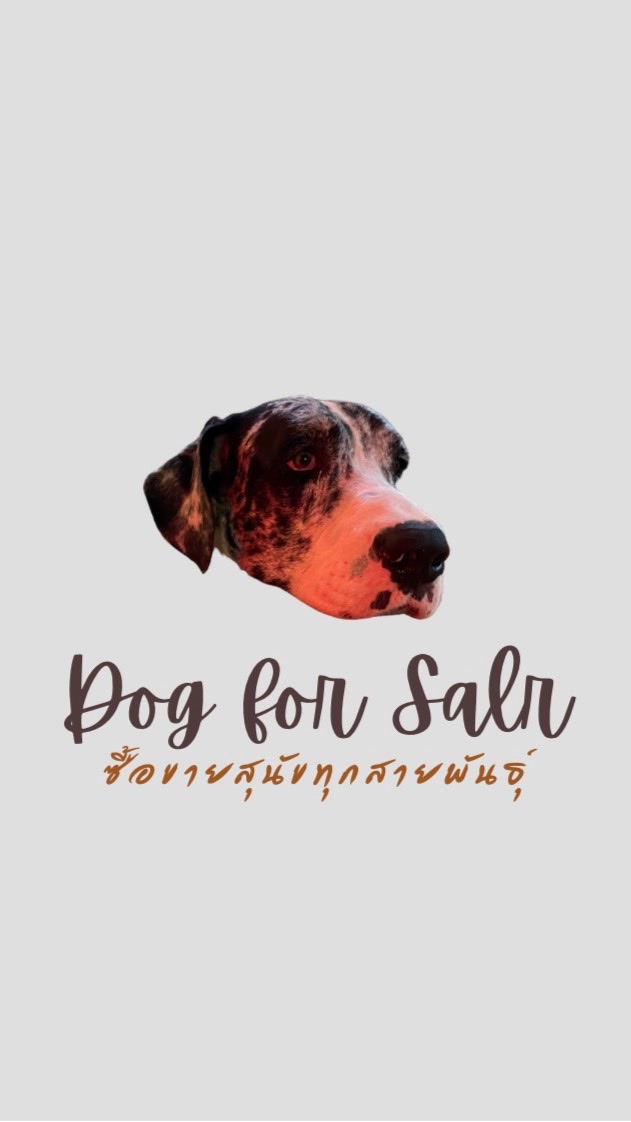 Dog For Sale ซื้อขายสุนัขทุกสายพันธุ์