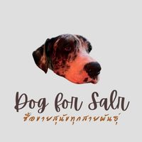 Dog For Sale ซื้อขายสุนัขทุกสายพันธุ์