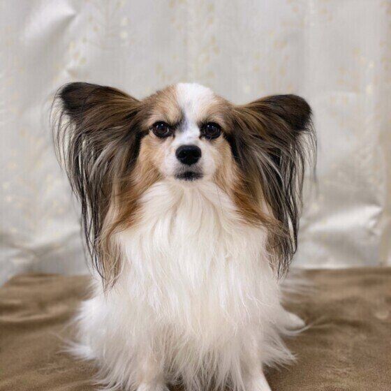 愛犬の名前は入ってる 年人気名前ランキング オス犬部門 いぬのきもちnews