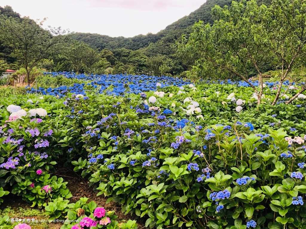 20190602乾媽天賜+繡球花+Hito_200508_0180.jpg