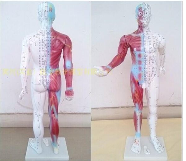 人體針灸模型 人體半皮膚半肌肉經絡穴位模型178CM成年男性針灸人