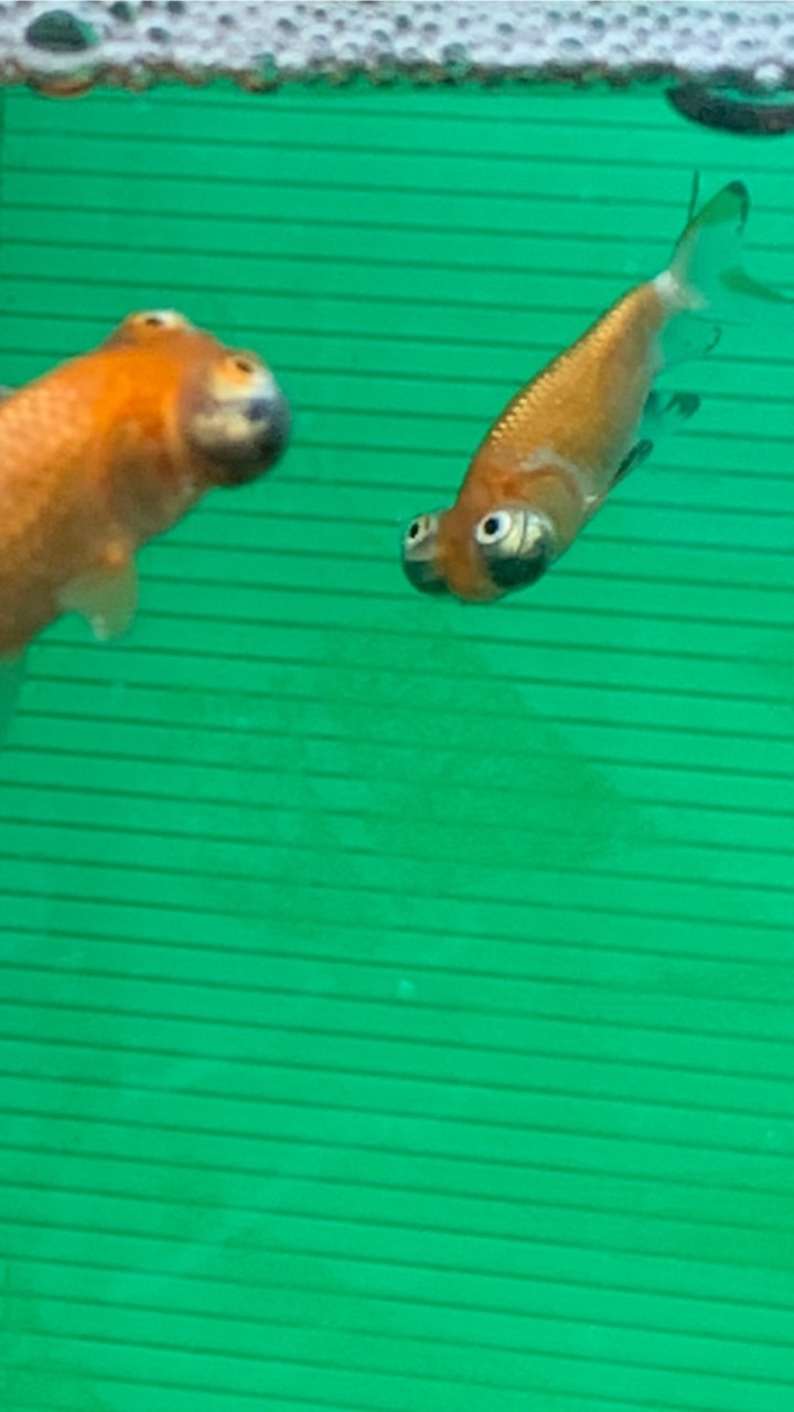 花紅無双