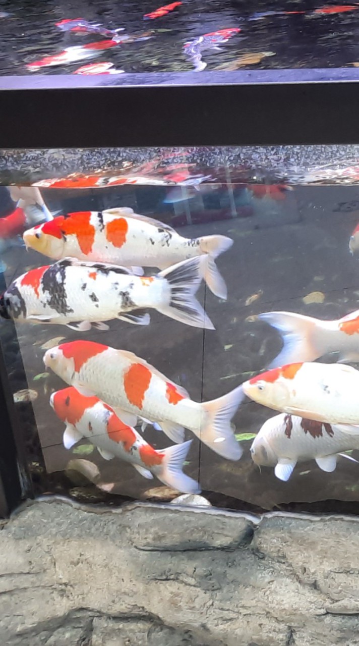 🐠金魚與觀賞魚養殖經驗交流互助聯盟🤝