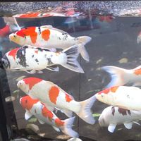 🐠金魚與觀賞魚養殖經驗交流互助聯盟🤝