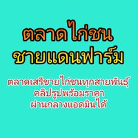 ตลาดขายไก่ชน ชายแดนฟาร์ม