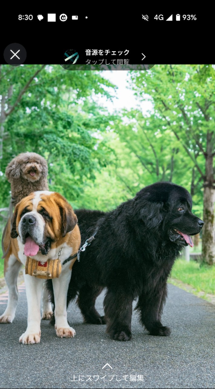 超大型犬 もふもふ オフ会
