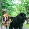 超大型犬 もふもふ オフ会