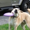 ふぉとなえんじょい