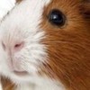頭おかしいor暇な人ｶﾓﾝﾇッ(改訂版)