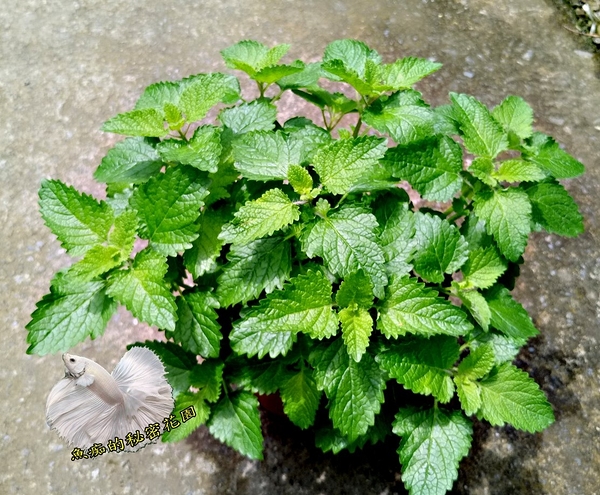 [大檸檬香蜂草盆栽] 5-6吋盆活體香草植物盆栽, 可食用可泡茶