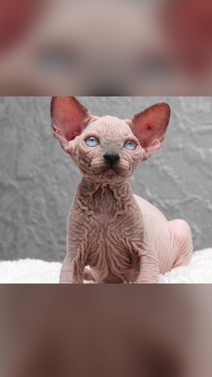 Sphynx Cat Thailand ซื้อ-ขาย โชว์แมวทุกสายพันธุ์