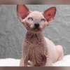 Sphynx Cat Thailand ซื้อ-ขาย โชว์แมวทุกสายพันธุ์