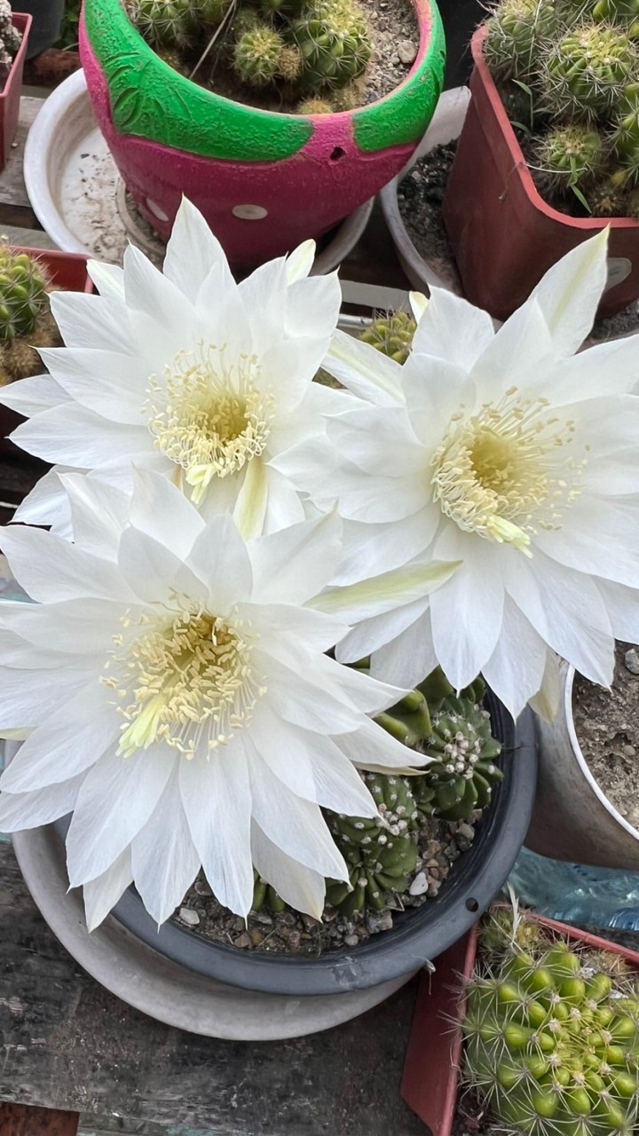 ประชาสัมพันธ์หมู่4 สระแจง