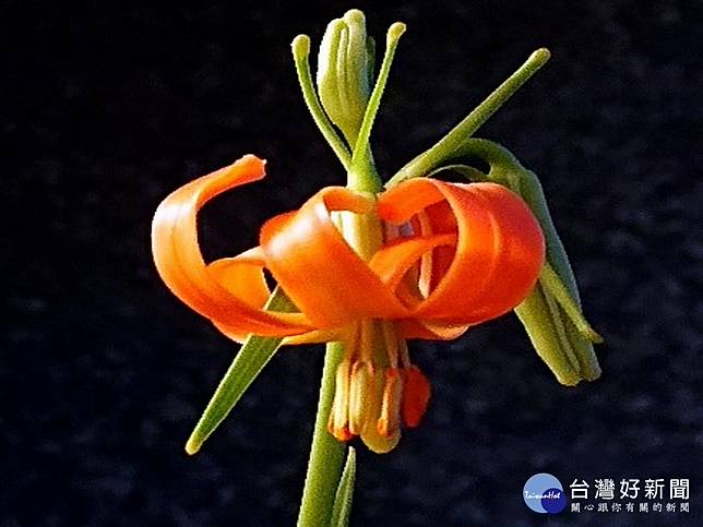 細葉卷丹 台灣原生百合花野外消失百餘年再現芳蹤 台灣好新聞 Line Today