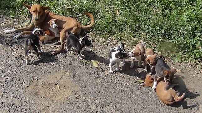 Anjing Ini Ditembak Mati Karena Nyerang Pengambil Anak Anaknya