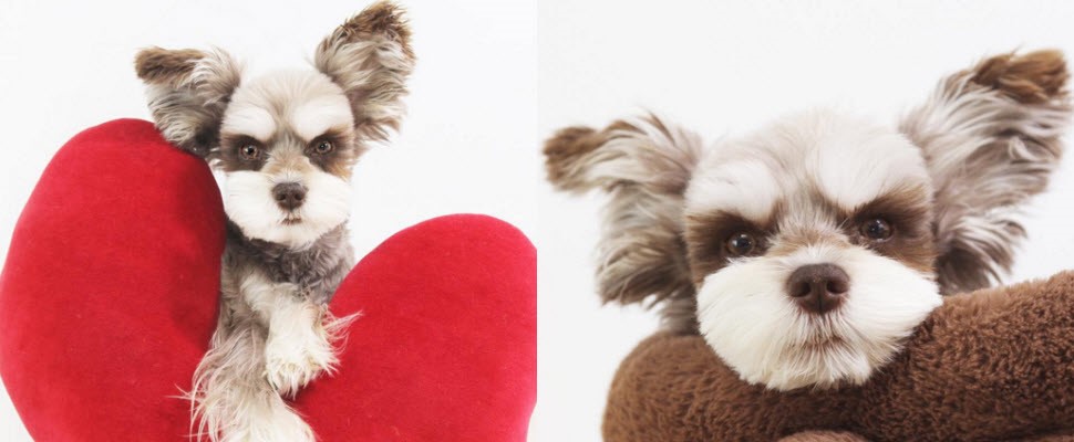 即使外表凶巴巴依舊擄獲女孩的心～牠到底有什麼魔力呢？