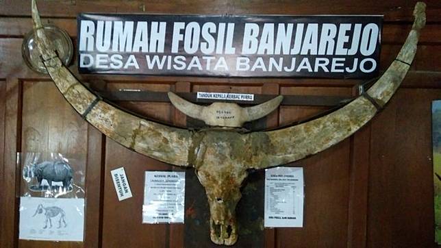 Bumi Kuwojo Menyimpan Cerita Hidup Gajah Purba Jutaan Tahun Lalu