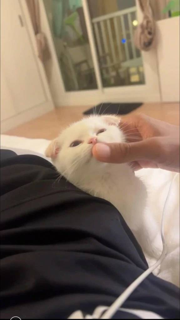 ดาว TikTok