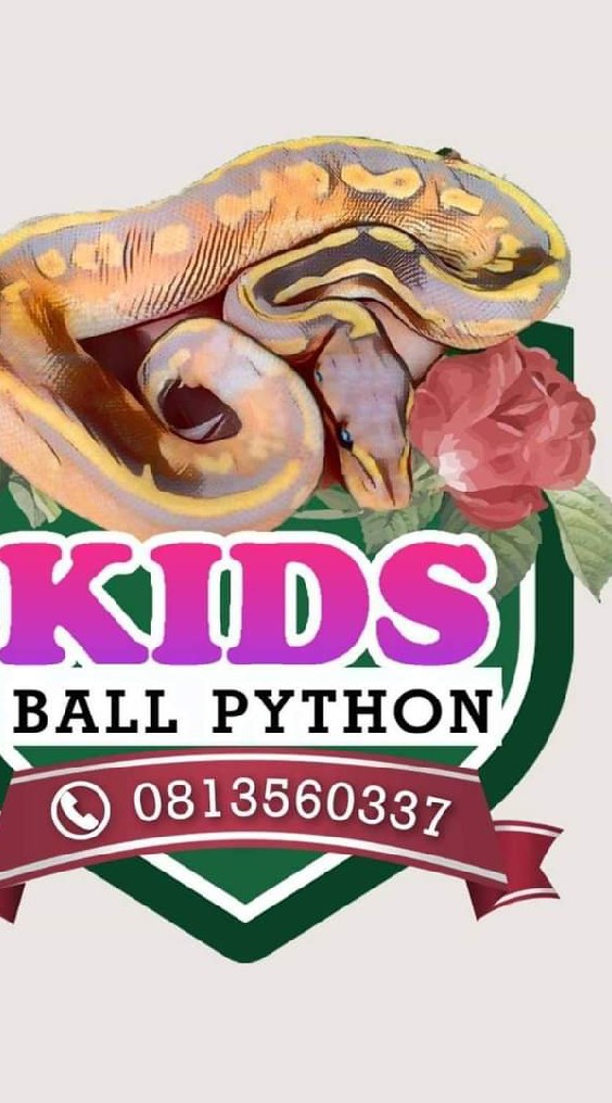 Kids ball python