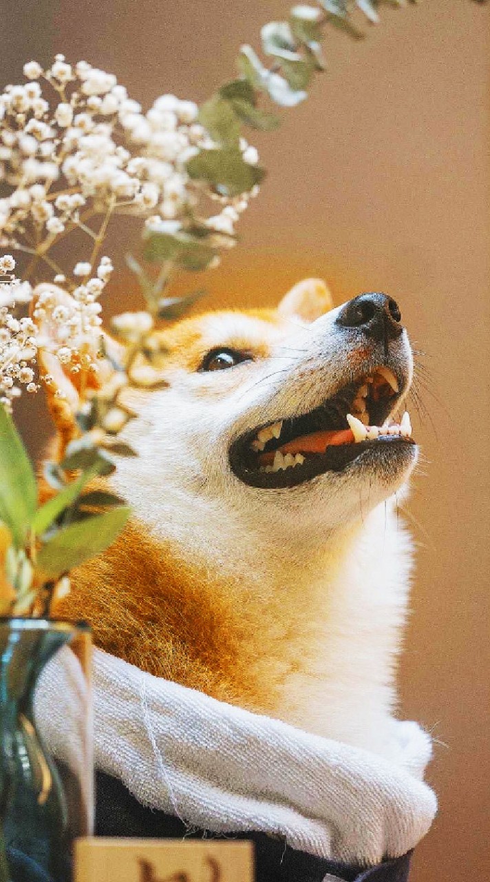 自律神經失調 攝護腺炎 胃食道逆流 鼻竇炎 過敏性鼻炎🐹🐾分享討論🐾🐹 。推銷產品強制退出！單一社群
