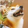 自律神經失調 攝護腺炎 胃食道逆流 鼻竇炎 過敏性鼻炎🐹🐾分享討論🐾🐹 。推銷產品強制退出！單一社群
