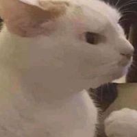 Thap two be lady💚 (เเชร์บอล)