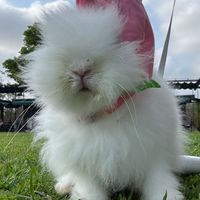 台南兔兔交流群