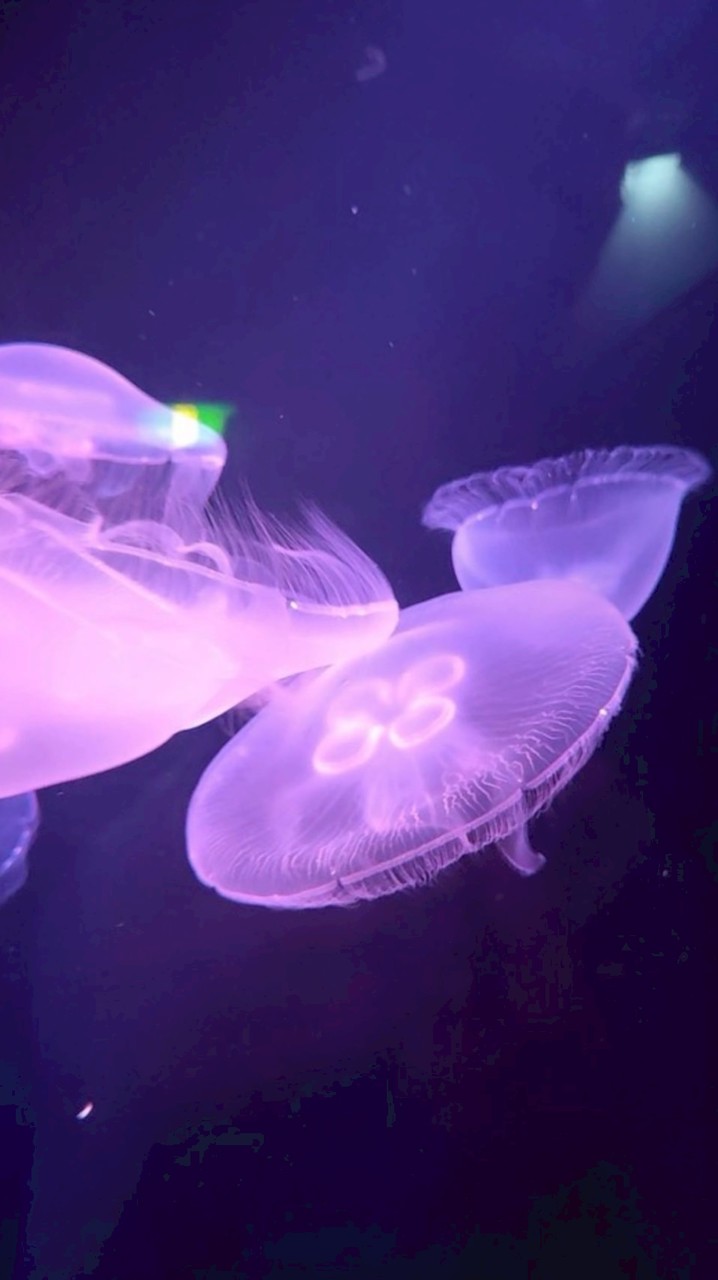 海洋生物の集まり