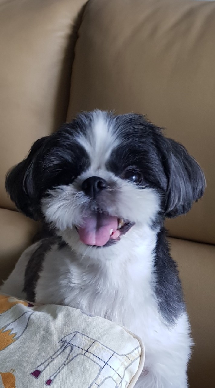 西施犬會社