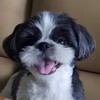 西施犬會社
